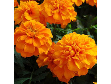 6 �������� ����������� ���� �����