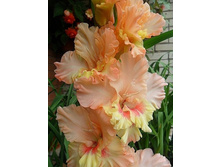 ����������� ���� (���� �� �����)