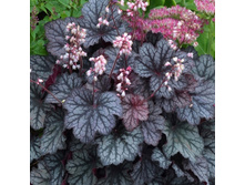 ���������� ��������� Twilight ��������.jpg