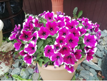 71 ������� Sweetunia Purple