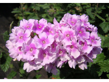 24 ������� Endurascape Pink Bicolour