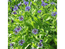 ������ ������̆.jpg