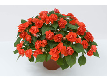 60 ��������� ������� Musica Orange Energy