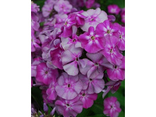 ����� ����������� ��������1.jpg