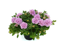 53 compact Sugar-Candy