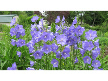 ����������� ��������������.jpg