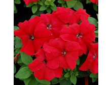 17 ������� ����������� ����� ��� �� ���