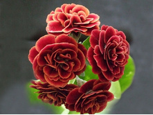 ������� ������� Pegasus �������.jpg