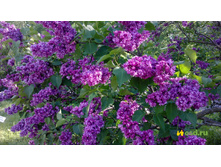 ������ ���� ��������.jpg