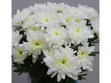 ���������� BALTICA WHITE ������� ����.jpg