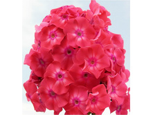 ����� ����������� ����������� �����.jpg