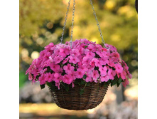 64 ��������� ��������� super Elfin XP Rose