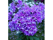 ����� ����������� �������� �����.jpg