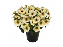 58 ������ Beautical French Vanilla