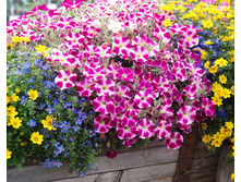 5 ������� Cranberry Blast