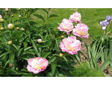 ���� ���������������� PINK ������.jpg