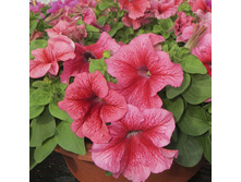 12 ������� ����������� ����� ���