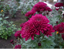 ���������� �����.jpg