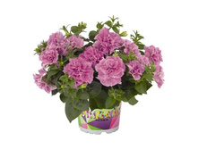 94 ������� Origami Pink