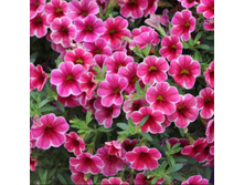 37 ���������� Colibri Cherry Lace