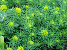 ������� ����������� CLARICE HOWARD.jpg