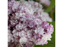 ������ Montaigne �������.jpg