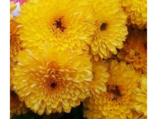 ���������� ��������� Pompon Yellow ������ ������.jpg