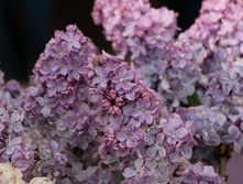 ������ �������� ������.jpg