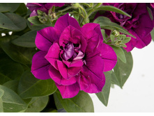 15 ������� Sweet Sunshine Magenta