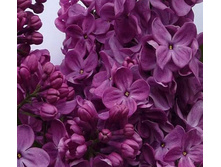 ������ ������ �����������.jpg