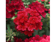 5 ������� Blues Dark red