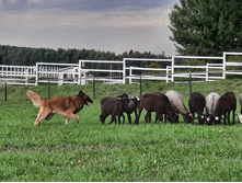 271447428 1233267633826809 2483071532181521975 n.jpg