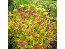 ������ �������� GOLDEN PRINCESS.jpg