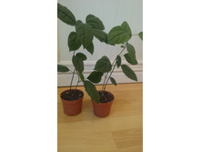 ������������ �������� - 100 �.