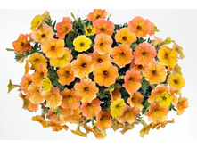 21 ������� Cascadias Indian Summer