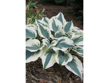 ����� ����� ������ GREAT ESCAPE.jpg