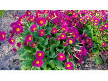 ������� �������.jpg