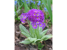 ������� �������������.jpg