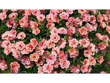 48. ���������� Can-can Rosies apricot