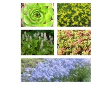 ������ �������.jpg