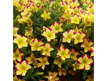 38 ������� Surfinia Star Yellow