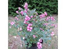 ������������� ��������� MAGIC BERRY.jpg