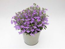 35 ������� Hybriden Suntropics Lavender