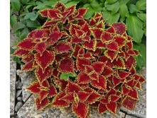 95 Sultana(�������)