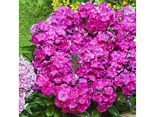 ����� ����������� ������� ����������.jpg