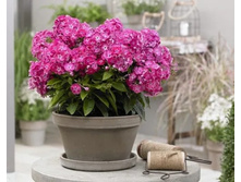 ����� ����������� ������� ���� ���� BAMBINI SWEET TART.jpg