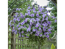 28 ������� Tumbelina Priscilla