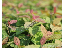 ������ ���� ��� ����.jpeg