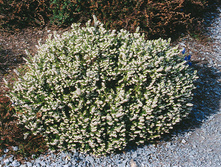 ����� ���������� WHITE PERFECTION.jpg