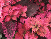 116 Florida Sun Rose